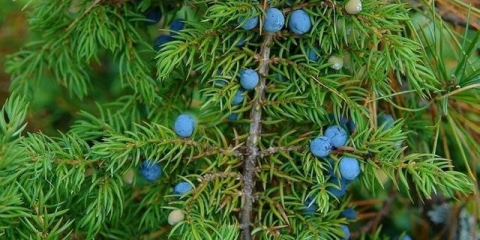 Zašto kleka požuti